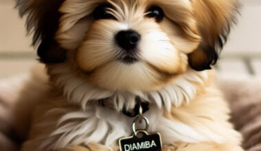 Cachorro fofo com placa "Diamiba".